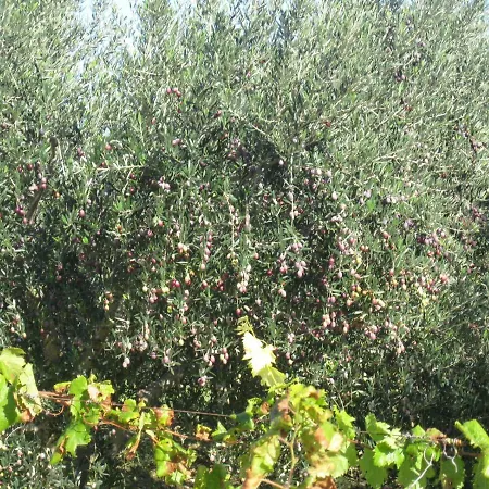 Appartamento Mravak